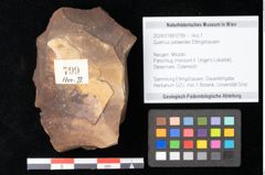 Foto (Objekt + Etikett) von Quercus palaeoilex Ettingshausen (NHMW-GEO-2024-0188-0799)